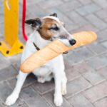 dog treats in sydney
